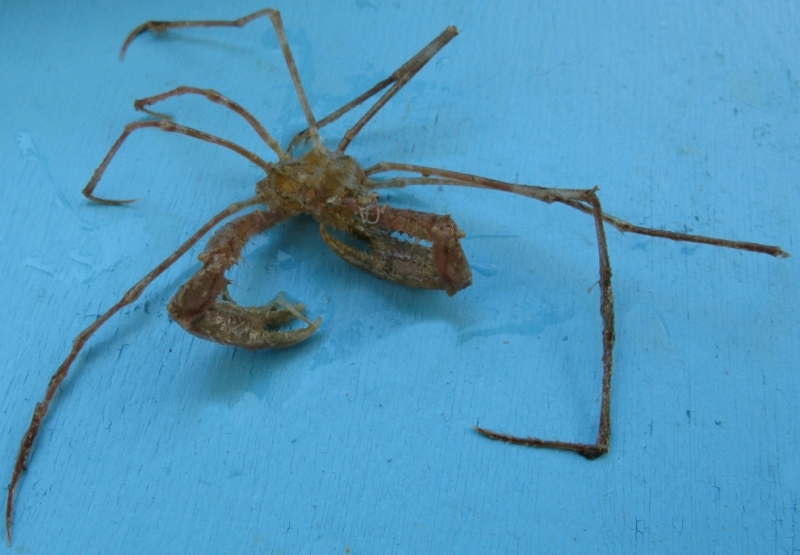 Macropodia longirostris?